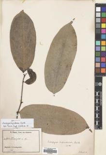 Type specimen at Edinburgh (E). Zenker, Georg: 864. Barcode: E00695840.