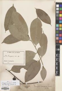 Type specimen at Edinburgh (E). Zenker, Georg: 933. Barcode: E00695842.