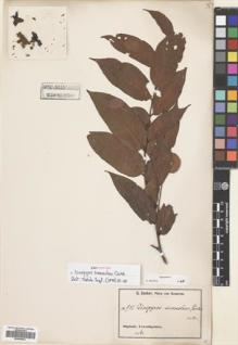 Type specimen at Edinburgh (E). Zenker, Georg: 951. Barcode: E00695843.