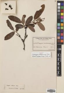 Type specimen at Edinburgh (E). Baum, Hugo: 780. Barcode: E00695894.