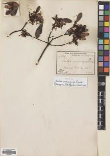 Type specimen at Edinburgh (E). Volkens, George: 1796. Barcode: E00695897.
