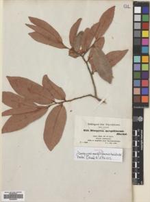 Type specimen at Edinburgh (E). Schimper, Georg: 655. Barcode: E00695899.