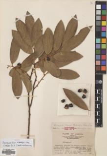 Type specimen at Edinburgh (E). Lau, S.: 67. Barcode: E00695927.