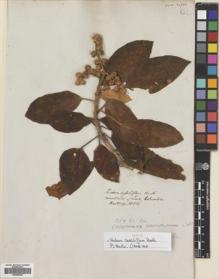 Type specimen at Edinburgh (E). Hartweg, Karl: 816. Barcode: E00695930.