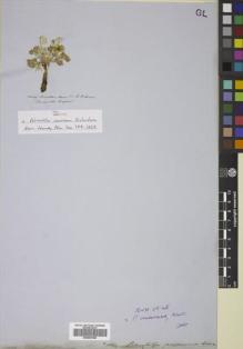 Type specimen at Edinburgh (E). Franklin Expedition: . Barcode: E00697906.