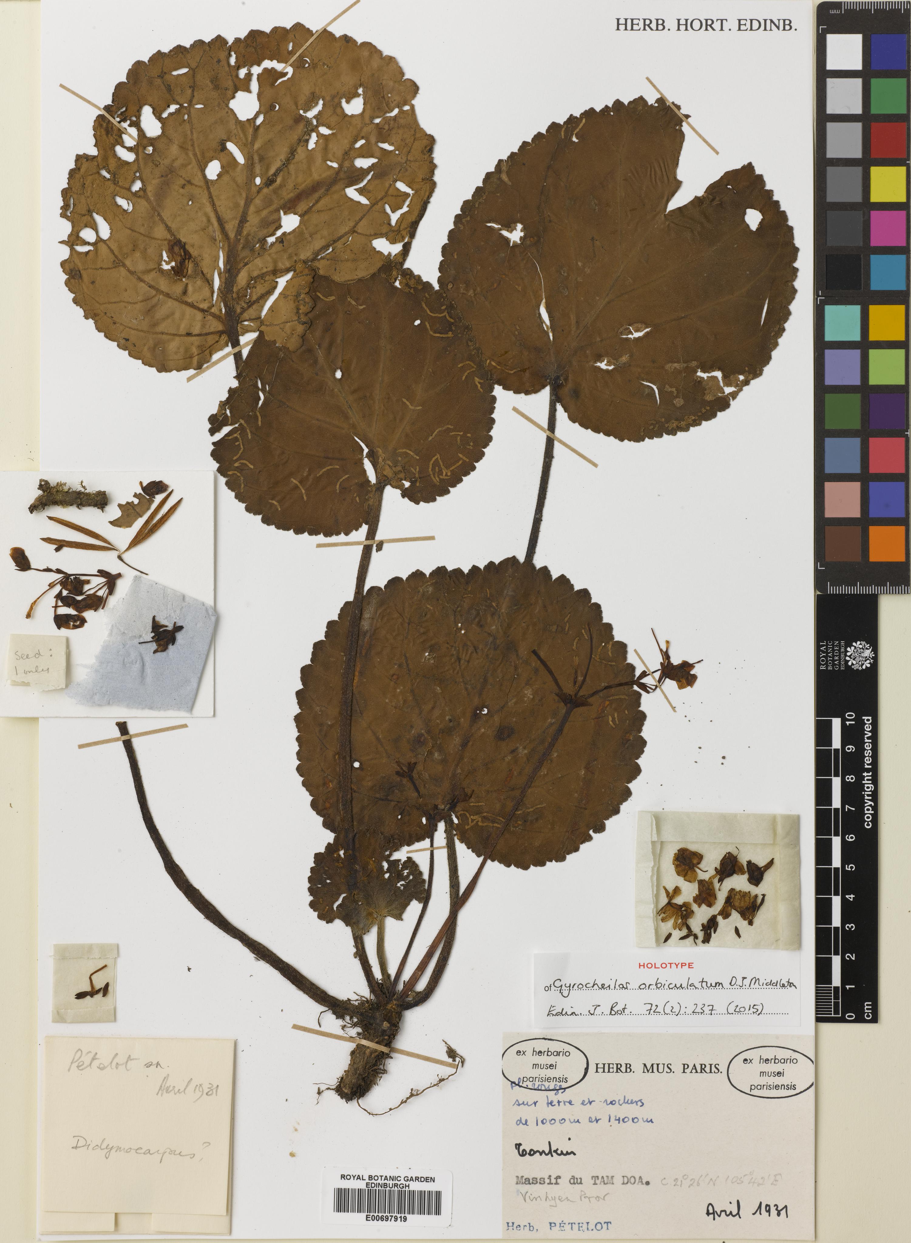 Gyrocheilos orbiculatum — ảnh 3