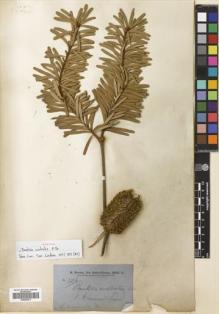 Type specimen at Edinburgh (E). Brown, Robert: 3396. Barcode: E00698573.
