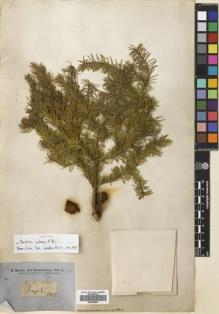 Type specimen at Edinburgh (E). Brown, Robert: . Barcode: E00698583.