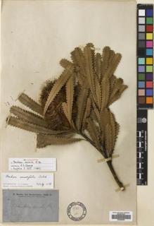 Type specimen at Edinburgh (E). Brown, Robert: 3413. Barcode: E00698599.