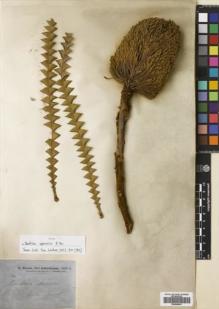 Type specimen at Edinburgh (E). Brown, Robert: . Barcode: E00698601.