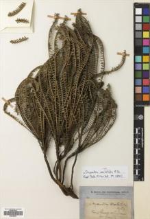 Type specimen at Edinburgh (E). Brown, Robert: . Barcode: E00698637.