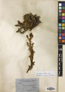 Type specimen at Edinburgh (E). Brown, Robert: 3416. Barcode: E00698638.
