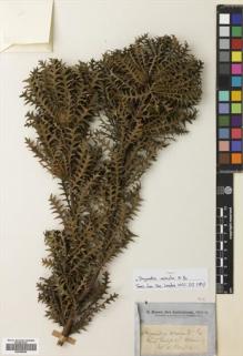 Type specimen at Edinburgh (E). Brown, Robert: . Barcode: E00698640.