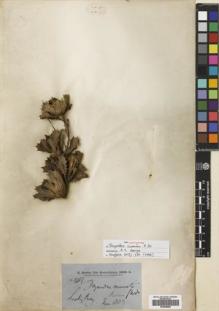 Type specimen at Edinburgh (E). Brown, Robert: 3417. Barcode: E00698680.