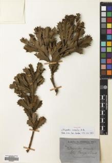 Type specimen at Edinburgh (E). Brown, Robert: . Barcode: E00698681.