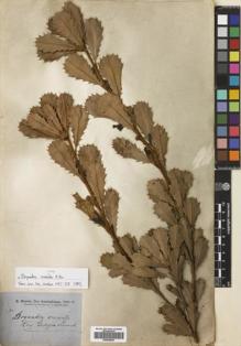 Type specimen at Edinburgh (E). Brown, Robert: . Barcode: E00698683.
