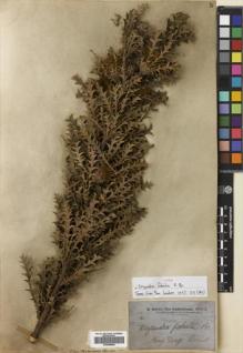 Type specimen at Edinburgh (E). Brown, Robert: . Barcode: E00698692.