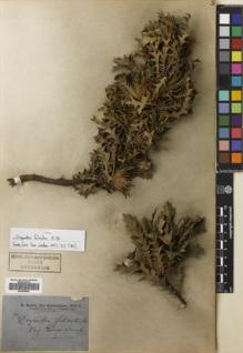 Type specimen at Edinburgh (E). Brown, Robert: . Barcode: E00698693.