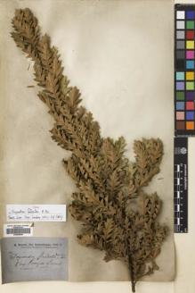 Type specimen at Edinburgh (E). Brown, Robert: . Barcode: E00698694.