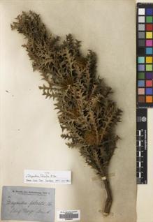 Type specimen at Edinburgh (E). Brown, Robert: . Barcode: E00698695.