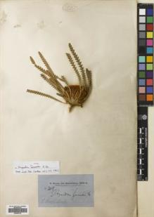Type specimen at Edinburgh (E). Brown, Robert: 3419. Barcode: E00698702.