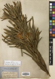 Type specimen at Edinburgh (E). Brown, Robert: . Barcode: E00698703.