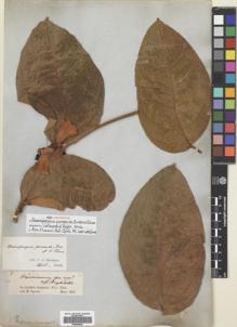 Type specimen at Edinburgh (E). Spruce, Richard: . Barcode: E00699297.