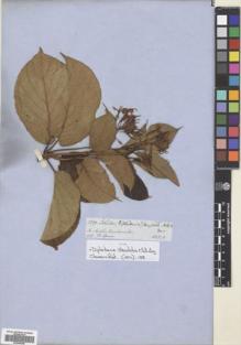 Type specimen at Edinburgh (E). Spruce, Richard: 5390. Barcode: E00699298.