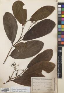 Type specimen at Edinburgh (E). Sintenis, Paul: 311B. Barcode: E00699399.