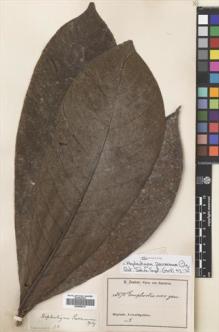 Type specimen at Edinburgh (E). Zenker, Georg: 2575. Barcode: E00699410.