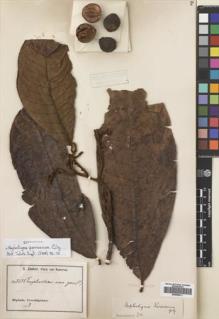 Type specimen at Edinburgh (E). Zenker, Georg: 2632. Barcode: E00699411.
