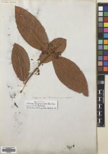 Type specimen at Edinburgh (E). Salzmann, Philipp: . Barcode: E00699454.