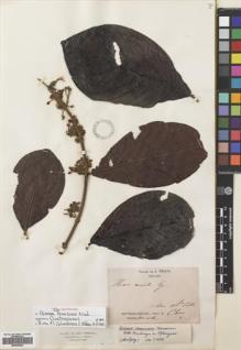 Type specimen at Edinburgh (E). Triana, Jose: 3393. Barcode: E00699455.