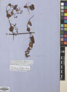 Type specimen at Edinburgh (E). Spruce, Richard: 5130. Barcode: E00699463.
