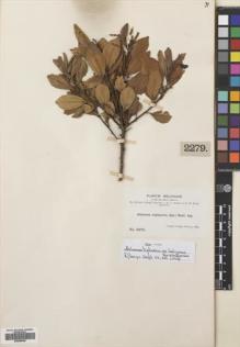 Type specimen at Edinburgh (E). Bang, Miguel: 2279. Barcode: E00699465.