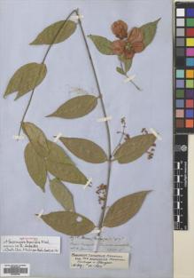 Type specimen at Edinburgh (E). Spruce, Richard: 4958. Barcode: E00699466.