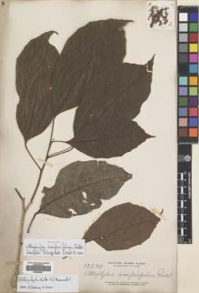 Type specimen at Edinburgh (E). Elmer, Adolph: 13590. Barcode: E00699467.
