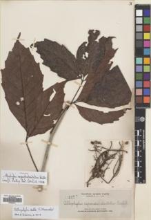 Type specimen at Edinburgh (E). Elmer, Adolph: 11827A. Barcode: E00699471.