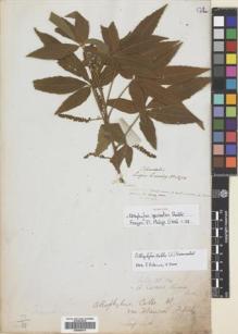 Type specimen at Edinburgh (E). Cuming, Hugh: 1270. Barcode: E00699479.