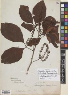 Type specimen at Edinburgh (E). Cuming, Hugh: 1502. Barcode: E00699481.