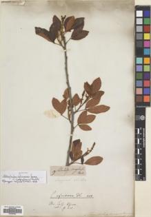 Type specimen at Edinburgh (E). Sieber, Franz(e): 29. Barcode: E00699486.