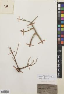 Type specimen at Edinburgh (E). Schimper, Georg: 698. Barcode: E00699495.
