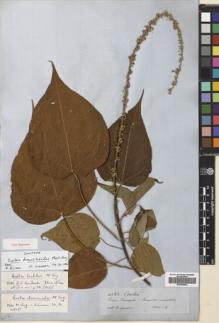 Type specimen at Edinburgh (E). Spruce, Richard: 4582. Barcode: E00699532.