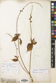 Type specimen at Edinburgh (E). Gardner, George: 1137. Barcode: E00699533.