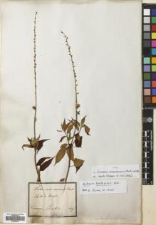 Type specimen at Edinburgh (E). Martius, Carl: . Barcode: E00699534.