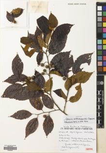 Type specimen at Edinburgh (E). Capuron, R: 20923-SF. Barcode: E00699539.