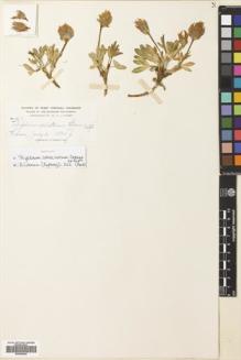 Type specimen at Edinburgh (E). Baker, Charles: 307. Barcode: E00699540.