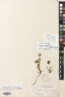 Type specimen at Edinburgh (E). Parry, Charles; Palmer, Edward: 135. Barcode: E00699544.