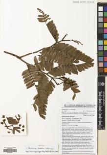 Type specimen at Edinburgh (E). Wieringa, J.: 3180. Barcode: E00699553.