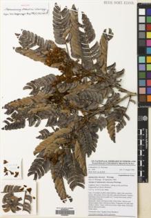 Type specimen at Edinburgh (E). Wieringa, J.: 1544. Barcode: E00699554.